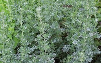 Sagebrush