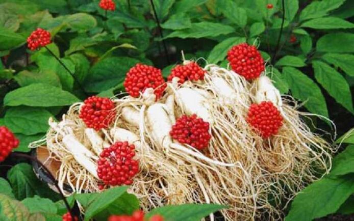 Ginseng root increases male potency, which promotes the growth of the head of the penis